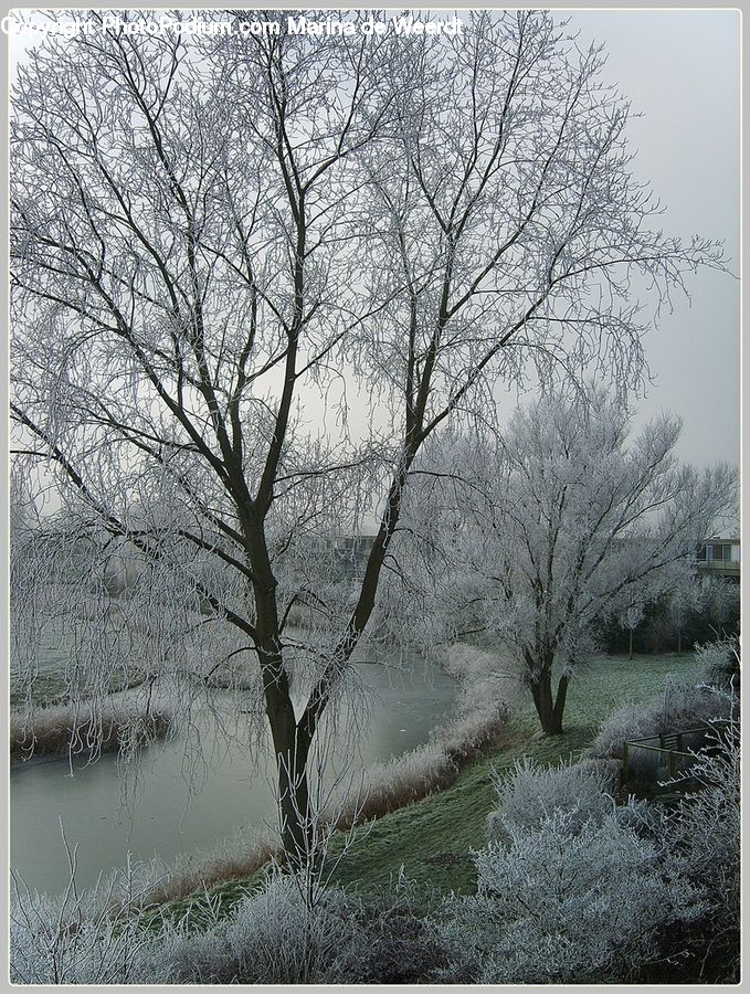 Frost, Ice, Outdoors, Snow, Plant, Tree, Landscape