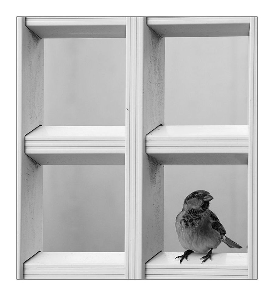 Shelf, Bird, Sparrow, Finch, Window, Cabinet, Furniture