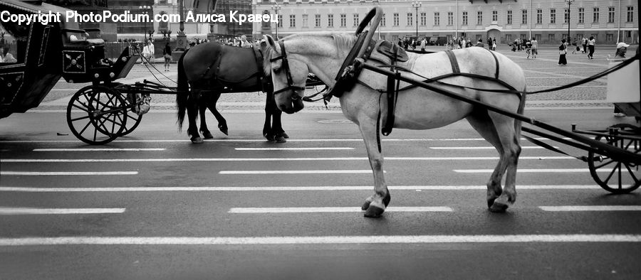 Animal, Horse, Mammal, Carriage, Horse Cart, Vehicle, Banister