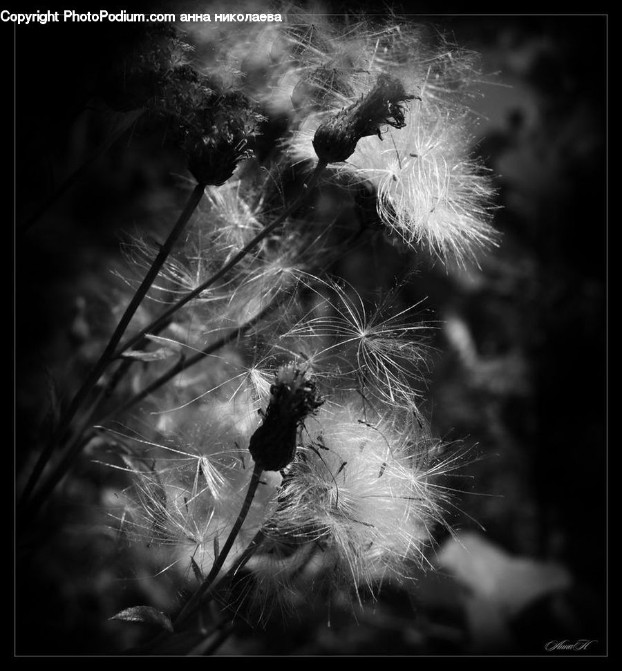 Plant, Blossom, Flora, Flower, Conifer, Fir, Tree