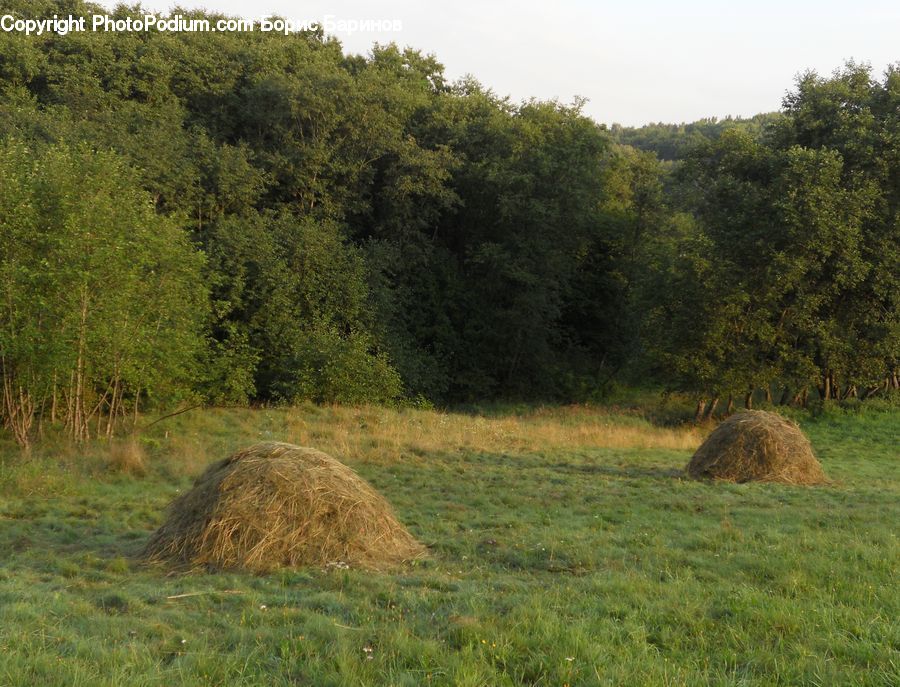 Countryside, Hay, Straw, Field, Grass, Grassland, Plant
