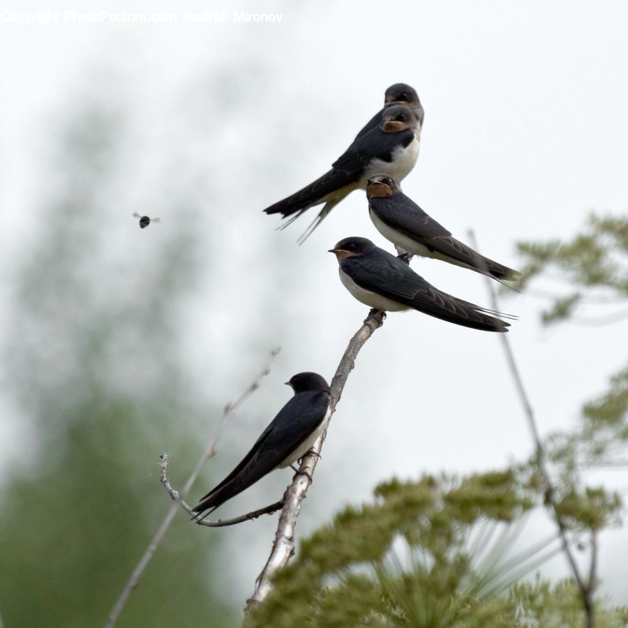 Bird, Swallow, Magpie