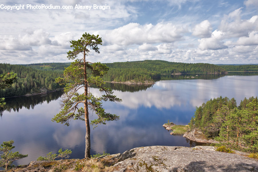 Conifer, Fir, Plant, Tree, Land, Marsh, Pond