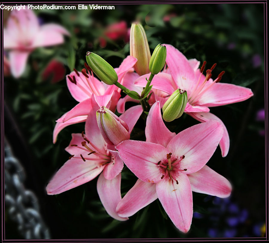 Blossom, Flora, Flower, Plant, Tulip, Geranium, Gladiolus