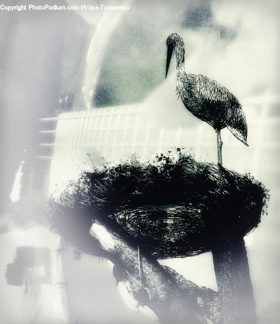Beak, Bird, Stork