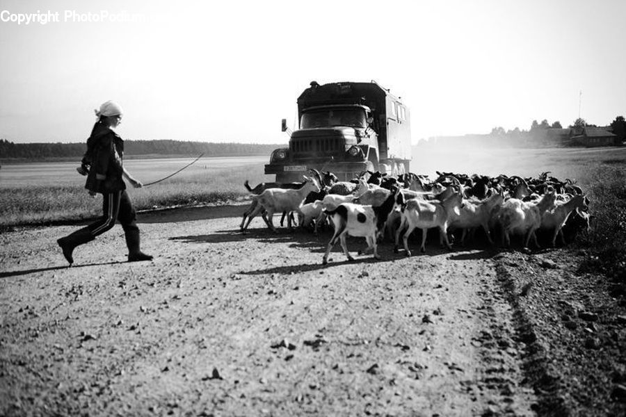 Human, People, Person, Animal, Cattle, Cow, Dairy Cow
