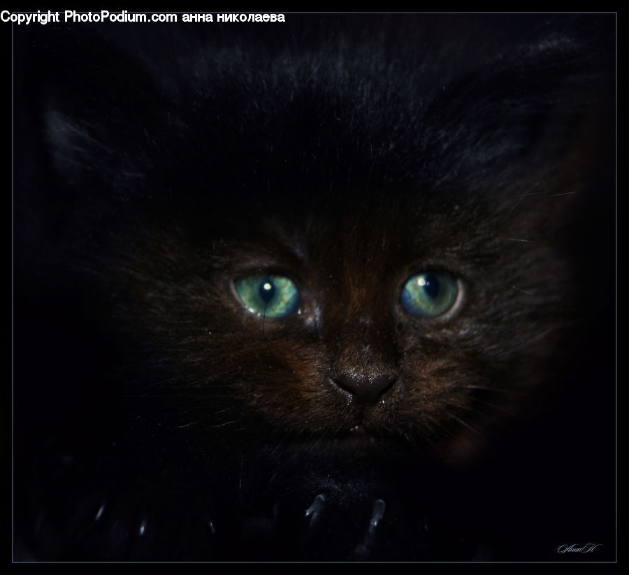 Animal, Black Cat, Cat, Mammal, Pet, Manx