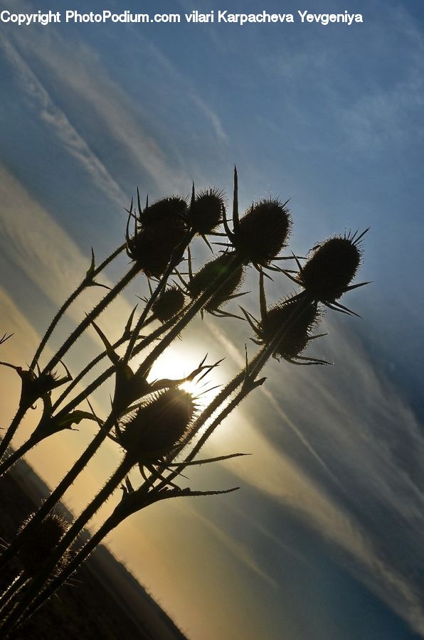 Flora, Flower, Plant, Thistle, Weed, Silhouette, Flare