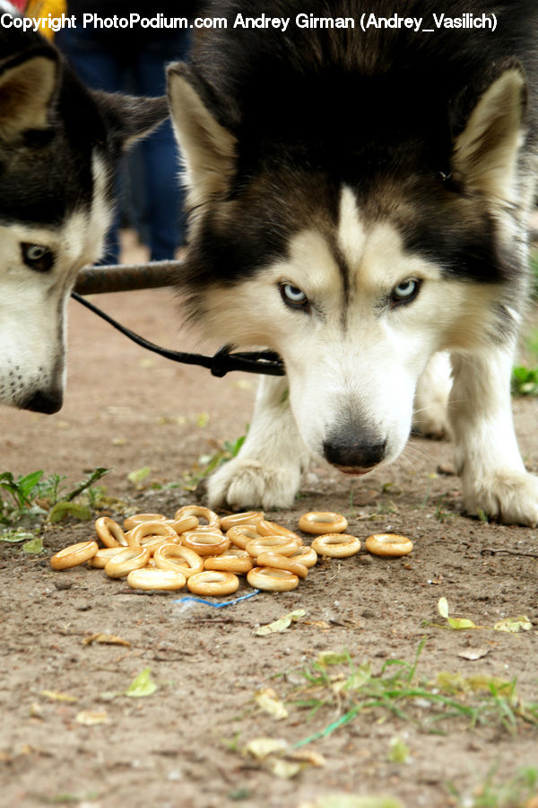 Animal, Canine, Dog, Husky, Mammal, Pet, Soil