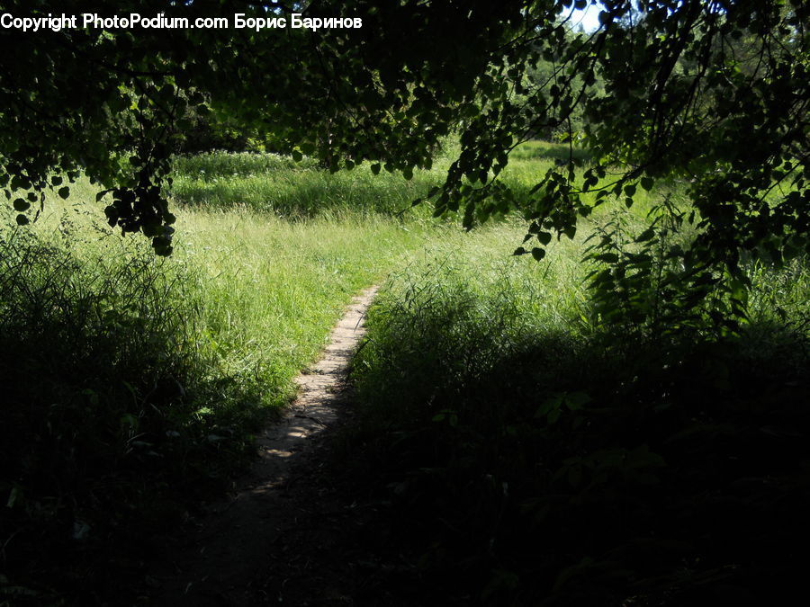 Forest, Jungle, Plant, Vine, Rainforest, Vegetation, Dirt Road