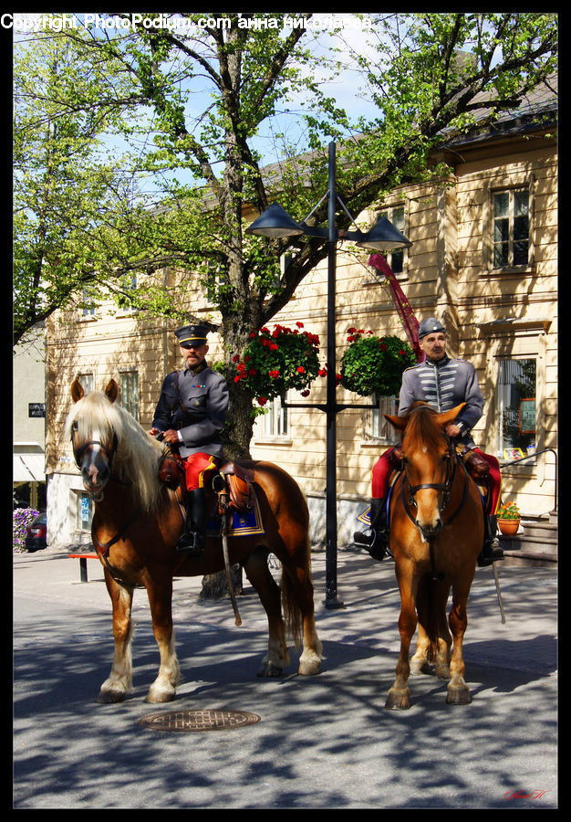 People, Person, Human, Animal, Horse, Mammal, Equestrian