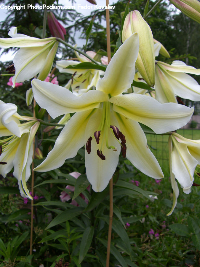 Flora, Flower, Lily, Plant, Gladiolus, Vanilla, Amaryllis