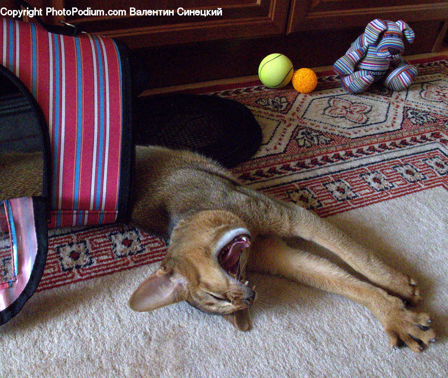 Abyssinian, Animal, Cat, Mammal, Pet, Canine, Dog