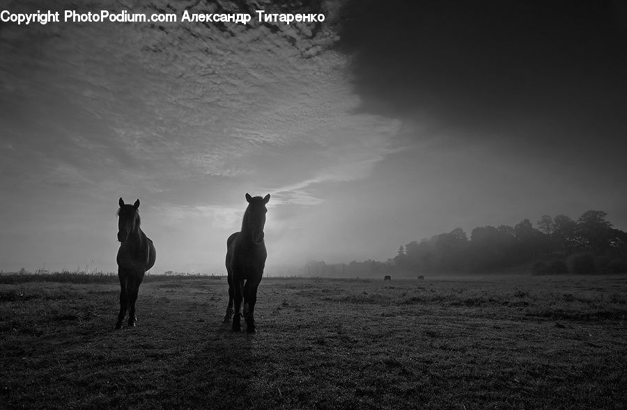 People, Person, Human, Animal, Horse, Mammal, Silhouette