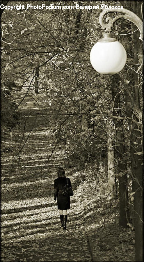 Jar, Porcelain, Vase, Forest, Vegetation, Path, Trail