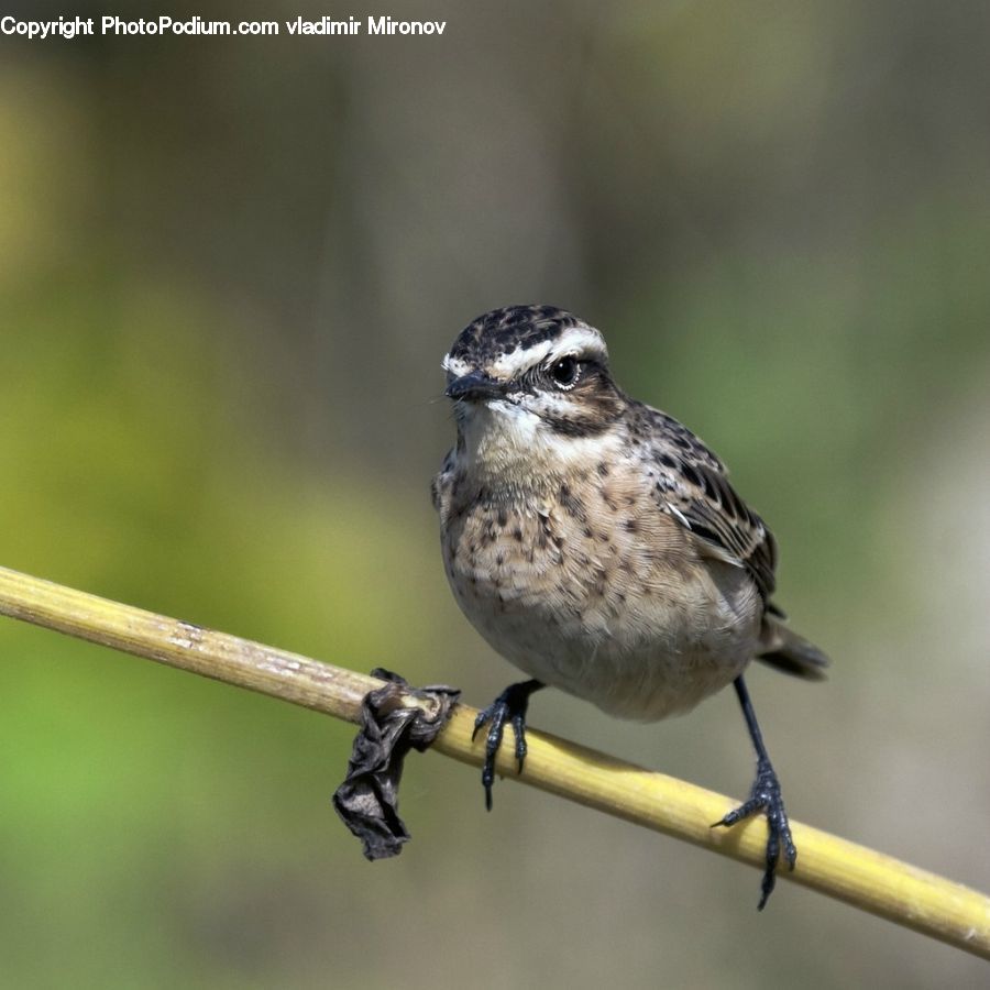 Bird, Sparrow, Wren, Finch, Beak