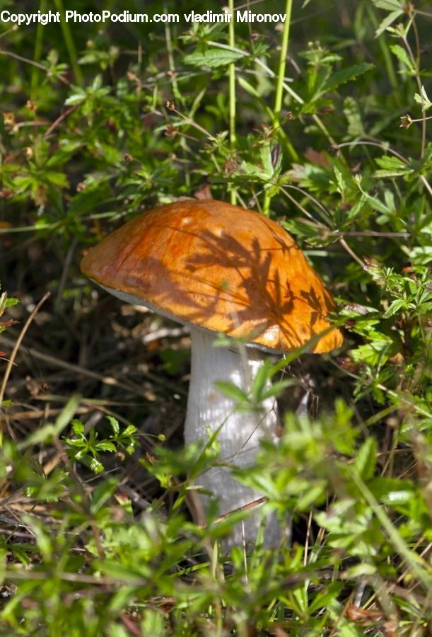 Agaric, Amanita, Fungus, Mushroom, Plant, Animal, Mammal