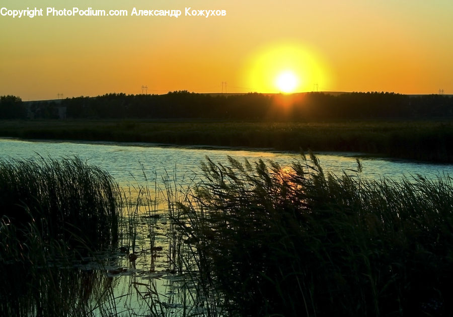 Flare, Light, Sunlight, Land, Marsh, Outdoors, Swamp