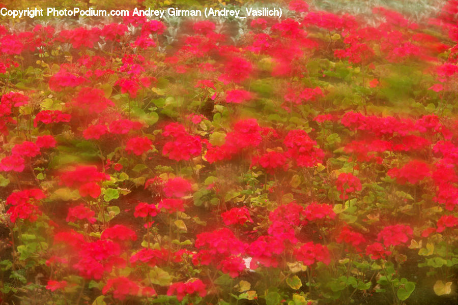 Blossom, Flora, Flower, Geranium, Plant, Bush, Vegetation