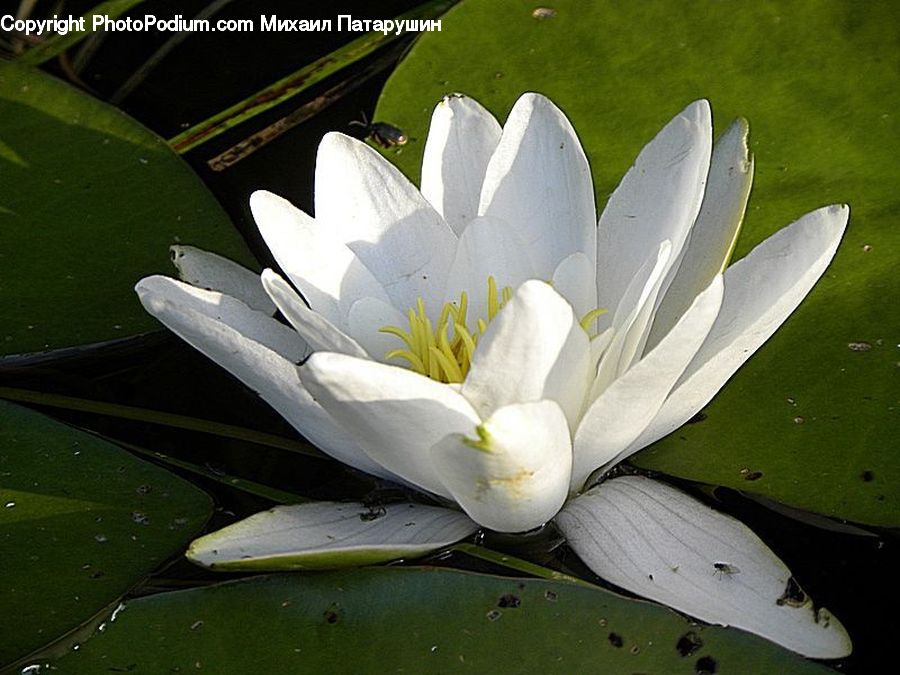 Flower, Lily, Plant, Pond Lily, Blossom, Flora, Crocus
