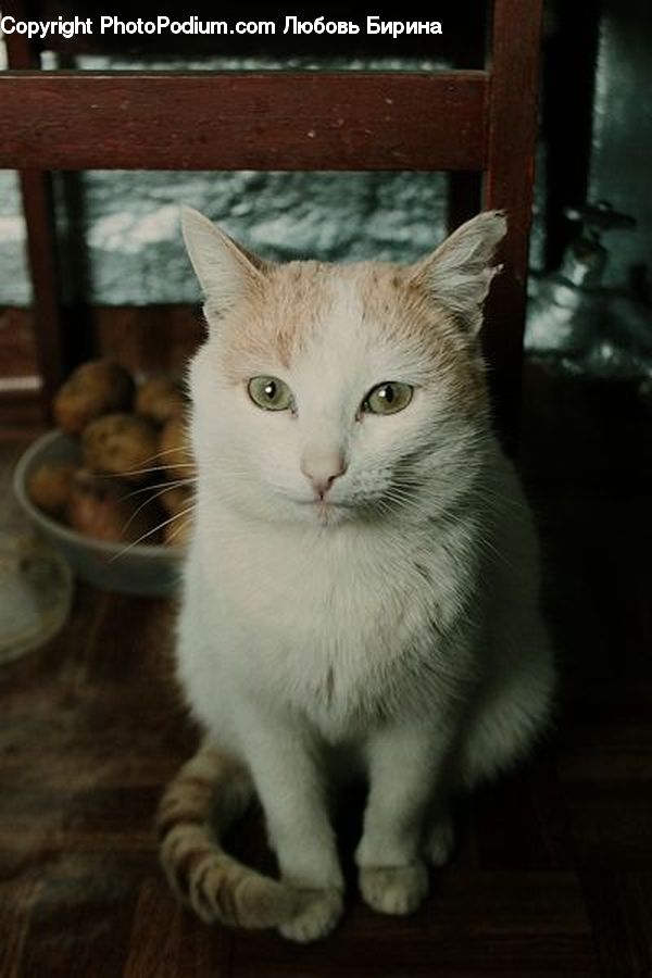 Animal, Cat, Mammal, Pet, Adorable, Alley, Alleyway