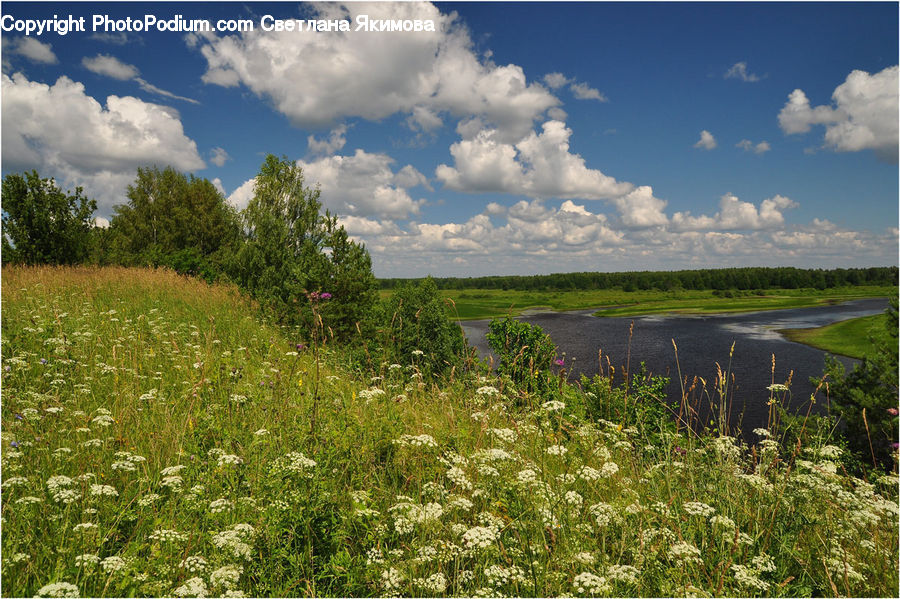 Field, Grass, Grassland, Land, Outdoors, Meadow, Pasture