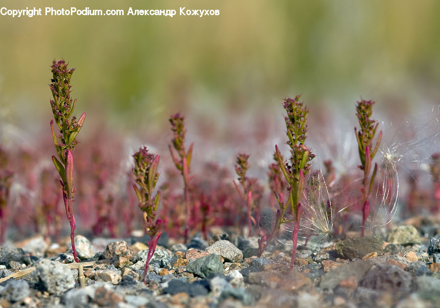 Moss, Plant, Amaranthaceae, Blossom, Grass, Conifer, Fir