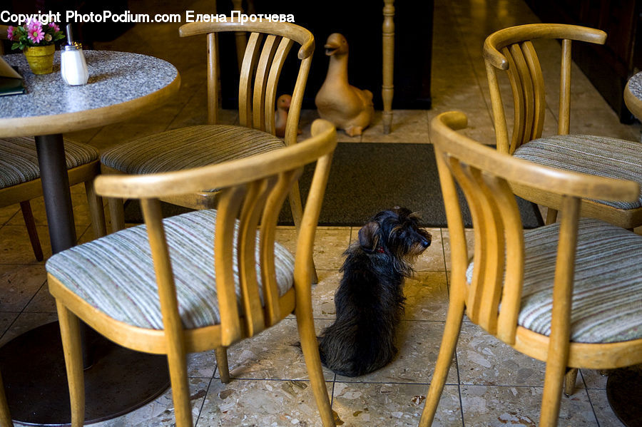 Chair, Furniture, Dining Table, Table, Animal, Canine, Dog