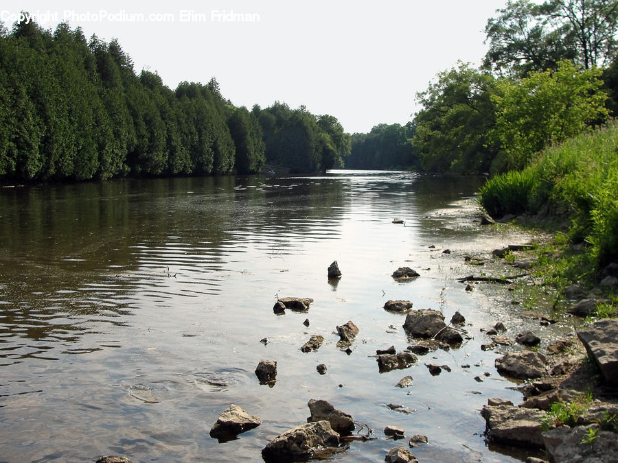 Creek, Outdoors, River, Water, Nature, Forest, Vegetation