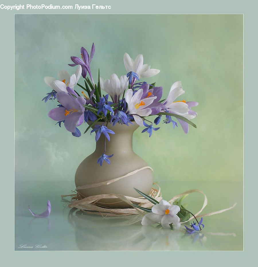 Flora, Flower, Iris, Plant, Blossom, Crocus, Flower Arrangement