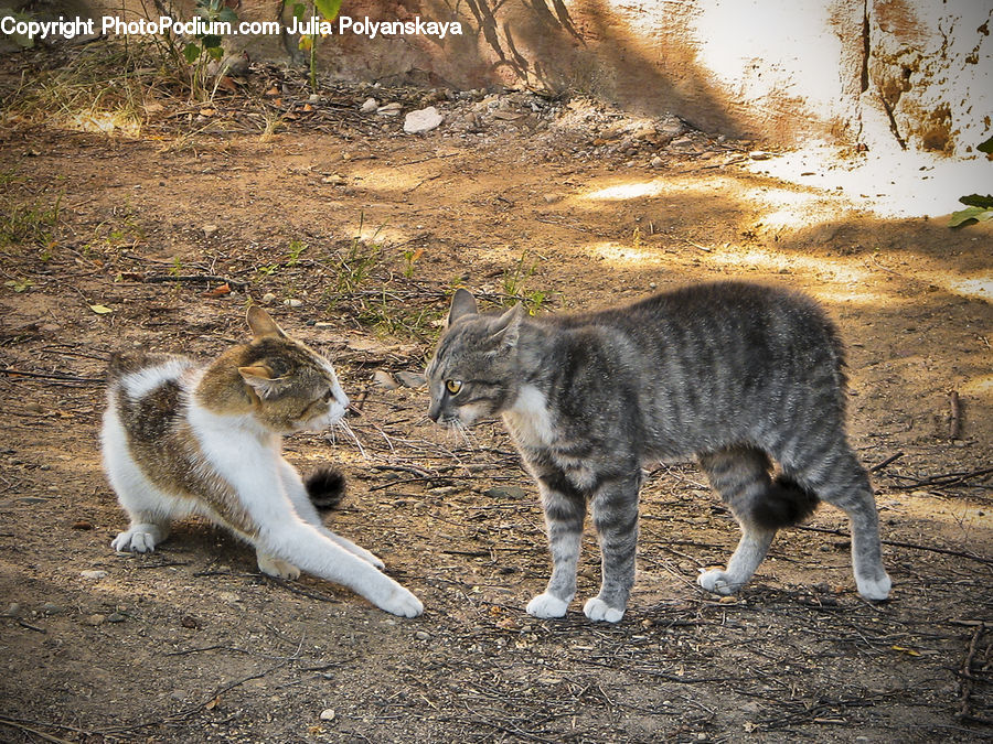 Animal, Cat, Mammal, Manx, Pet, Canine, Collie