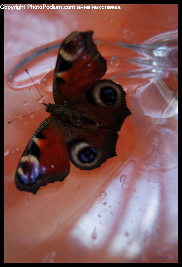 Butterfly, Insect, Invertebrate, Cockroach, Andrena, Apidae, Bee