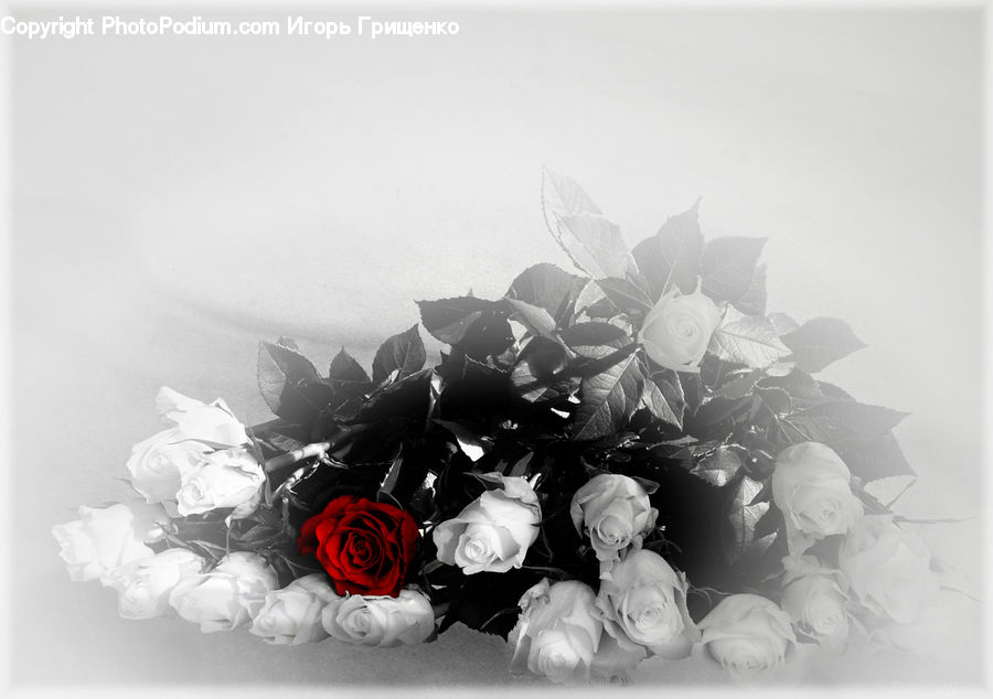Blossom, Flower, Plant, Rose, Peony, Flower Arrangement, Flower Bouquet