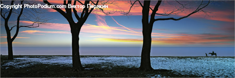 Plant, Tree, Dawn, Dusk, Sky, Sunrise, Sunset