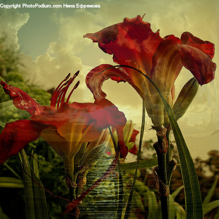 Dragon, Flora, Flower, Gladiolus, Plant, Iris, Lily