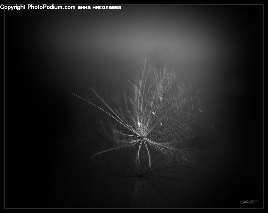 Fireworks, Night, Grain, Seed, Text
