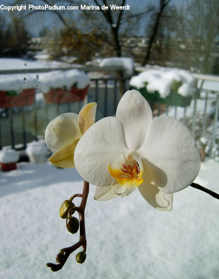 Blossom, Flora, Flower, Orchid, Plant, Crocus, Daffodil