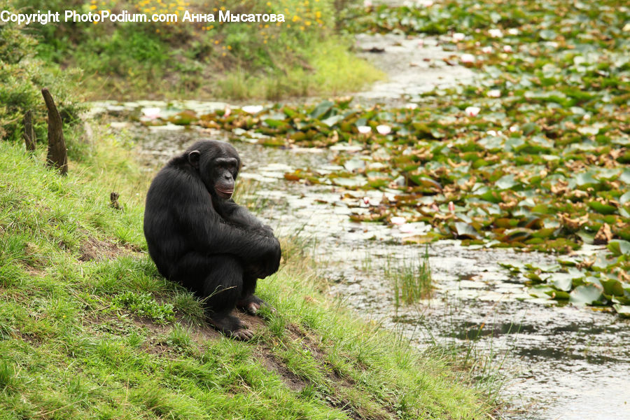 Animal, Ape, Mammal, Monkey, Bear, Black Bear, Gorilla