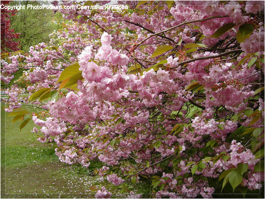 Blossom, Flora, Flower, Plant, Lilac, Cherry Blossom, Petal
