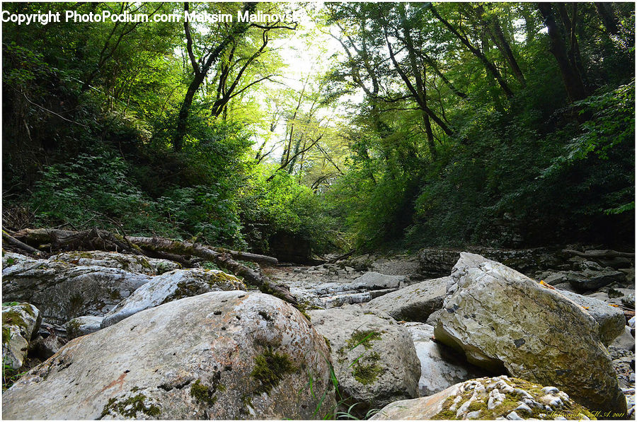 Creek, Outdoors, River, Water, Rock, Forest, Jungle