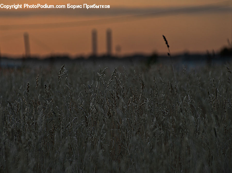 Field, Grass, Grassland, Plant, Land, Outdoors, Dawn