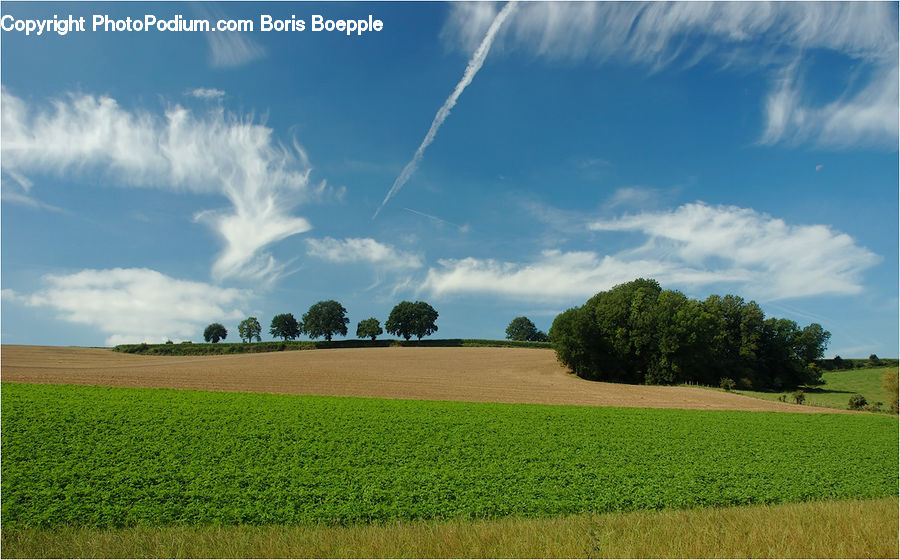 Plant, Tree, Field, Grass, Grassland, Land, Outdoors