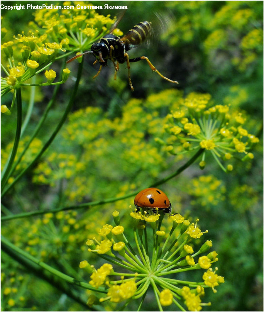 Dill, Plant, Blossom, Flora, Flower, Asteraceae, Aster