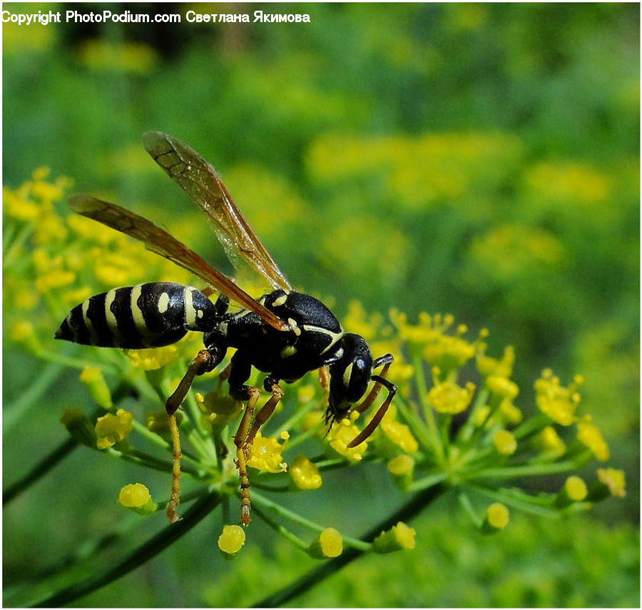 Bee, Hornet, Insect, Invertebrate, Wasp, Blossom, Flora