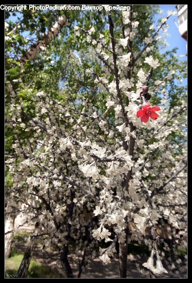 People, Person, Human, Blossom, Flora, Flower, Plant