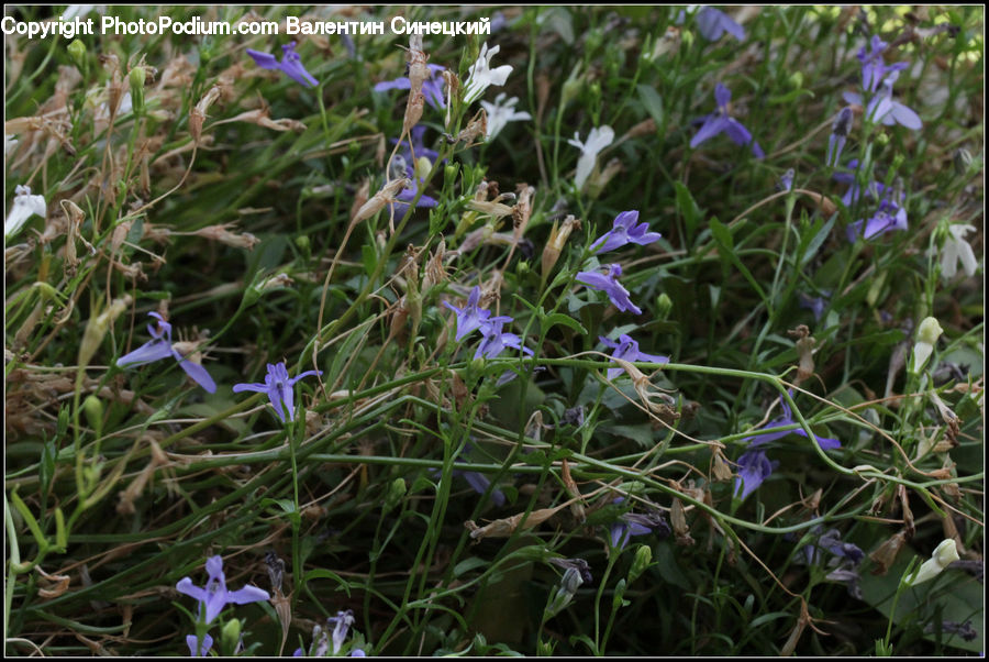 Blossom, Crocus, Flora, Flower, Plant, Fiber, Flax