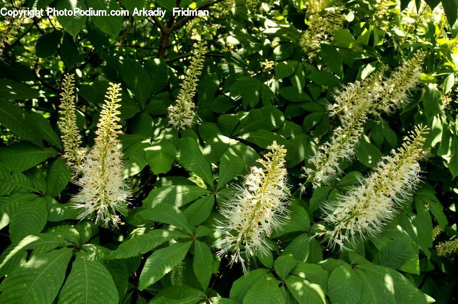 Plant, Potted Plant, Fern, Blossom, Flora, Flower, Vegetation