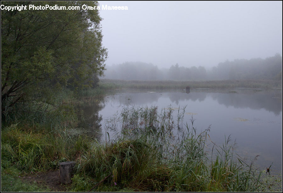 Fog, Mist, Outdoors, Land, Marsh, Pond, Swamp