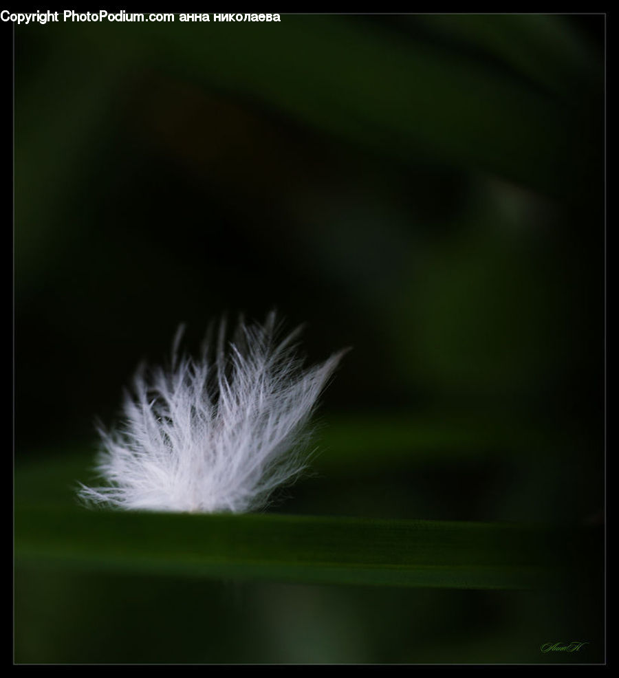 Plant, Weed, Field, Grass, Grassland, Light, Dandelion