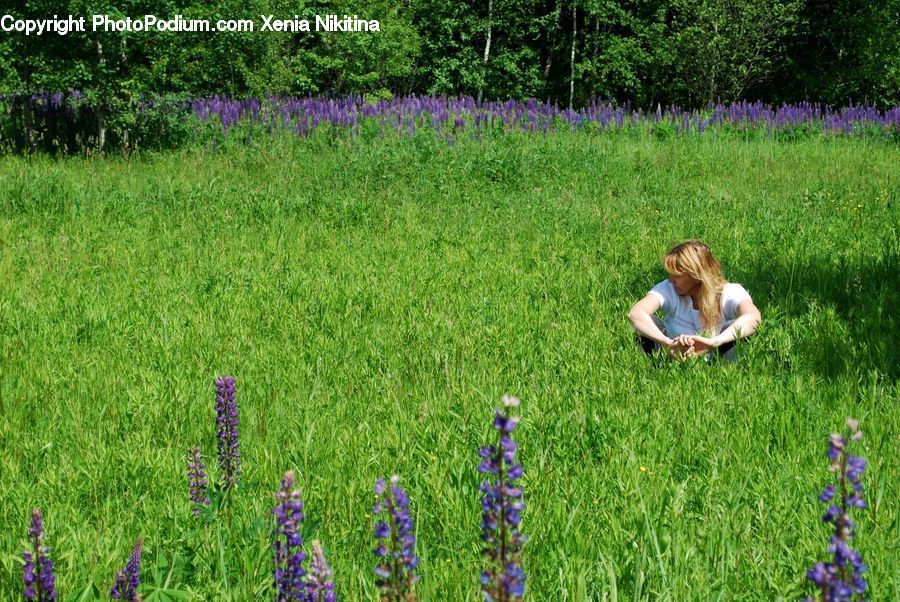Field, Grass, Grassland, Plant, Lavender, Forest, Grove